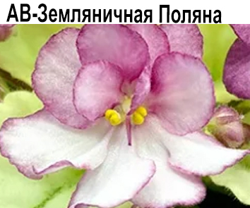 АВ-Земляничная Поляна