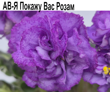 АВ-Я Покажу Вас Розам