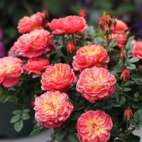 Кэш Кэш (Cache Cache)