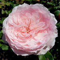 Леди Солсбери (Lady Salisbury)