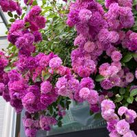 Маннингтон Маув (Mannington Mauve)