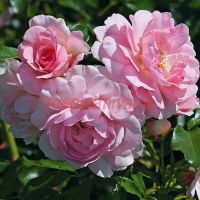 Мари Викторин (Marie Victorin)