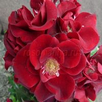 Нуар Дезир (Noir Desir)