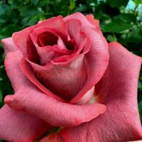 Матильда (Matilda)