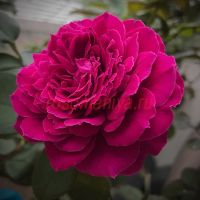 Одиссея (Odysseia)