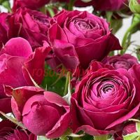 Пати Трендсеттер (Party Trendsetter)