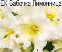 ЕК-Бабочка-Лимонница