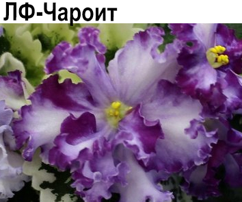 ЛФ-Чароит (Федосеева)