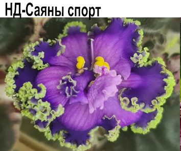 НД-Саяны спорт (Данилова-Суворова)   НОВИНКА КАТАЛОГА