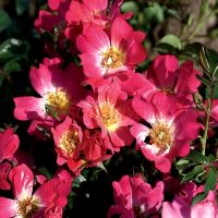 Пинк Дрифт (Pink Drift)