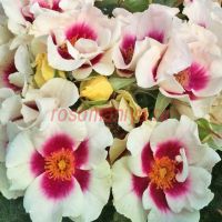 Си Ю ин Пёпл (See You in Purple)