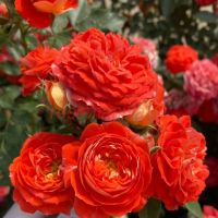 Старлет-Роз Кармен (Starlet-Rose Carmen)