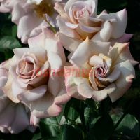 Стивен Руло (Stephen Rulo)