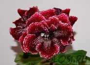 ЕН-Красный Кардинал (сел.Е.Николаева) Новинка 2026!