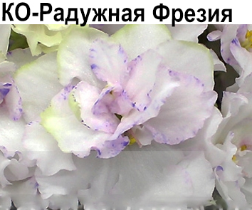 КО-Радужная Фрезия (Кособокова)