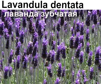 Лаванда зубчатая (Lavandula dentata) вегетативное размножение