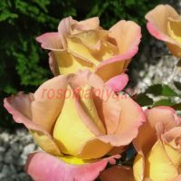 Мишель Друкер Голд (Michel Drucker Gold)