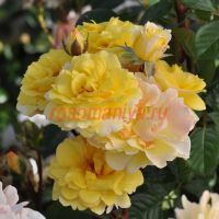 Надя Зеруали (Nadia Zerouali)