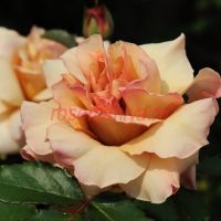 Хатсунэ (Hatsune)