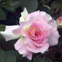 Шарль Азнавур (Charles Aznavour)