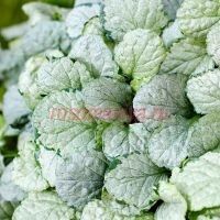 Живучка Принцесс Эльза (Princess Elsa)