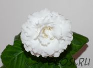 ЕН-Белый Пудель (сел.Е.Николаева) Новинка 2025!