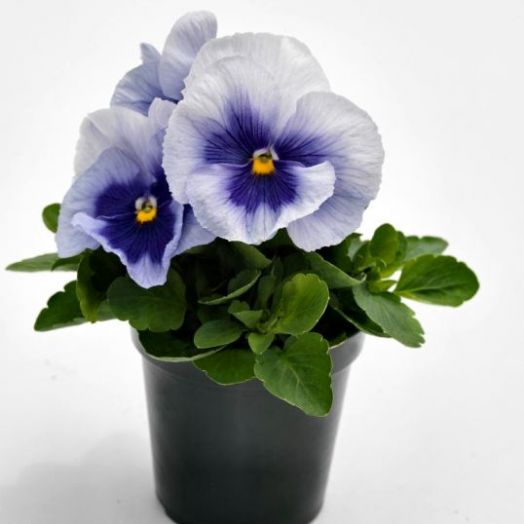 Виола Виттрока (Viola wittrockiana) Inspire Plus Metallic Blue Blotch, 100 семян