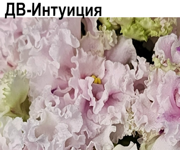 ДВ-Интуиция  НОВИНКА КАТАЛОГА