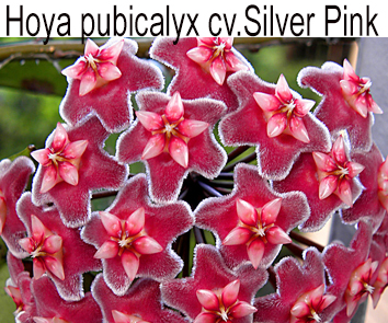 Хойя Pubicalyx Silver Pink