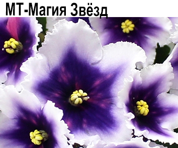 МТ-Магия Звезд (Тотиева)  НОВИНКА