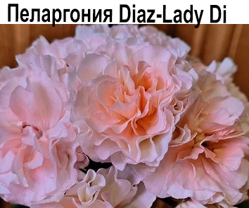 Пеларгония розебудная Diaz-Lady Di  НОВИНКА