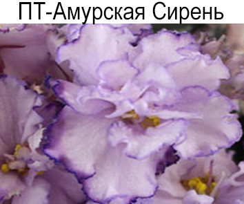 ПТ-Амурская Сирень (Пугачева)