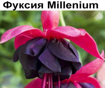 Фуксия Millenium  амп