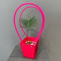 Цикас в сумочке