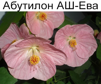 Абутилон АШ-Ева