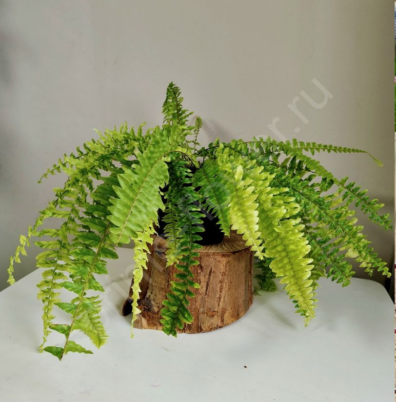 Нефролепис Тайгер Вариегатный (Tiger Fern)