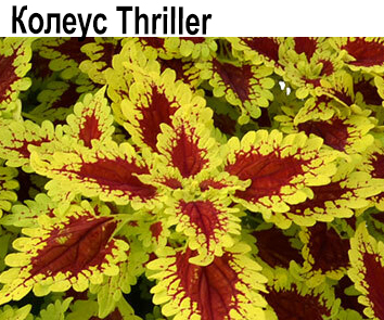 Колеус Thriller  НОВИНКА КАТАЛОГА
