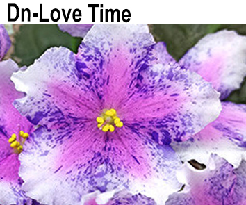 Dn-Love Time (Денисенко)  НОВИНКА КАТАЛОГА