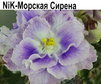 Nik-Морская Сирена  НОВИНКА КАТАЛОГА