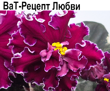 ВаТ-Рецепт Любви (Валькова)   НОВИНКА КАТАЛОГА