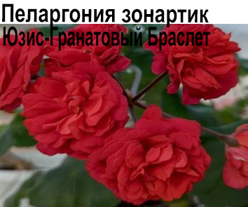 Пеларгония розебудная Юзис-Гранатовый Браслет  НОВИНКА КАТАЛОГА