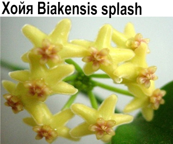 Хойя Biakensis splash НОВИНКА КАТАЛОГА