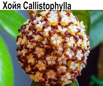 Хойя Callistophilla Sabah splah
