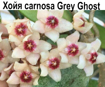 Хойя carnosa Grey Ghost