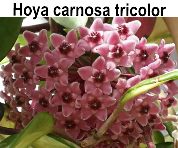 Хойя carnosa Tricolor