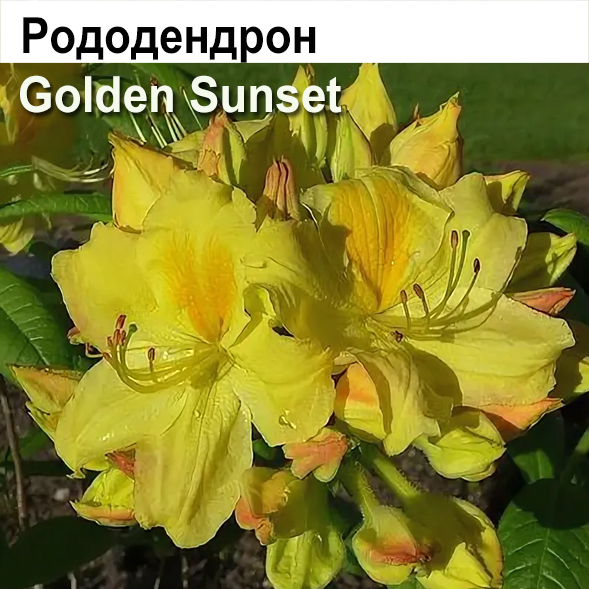 Рододендрон Голден Сансет (3 г)