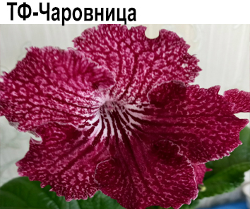 ТФ-Чаровница