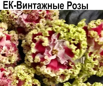 ЕК-Винтажные Розы (Коршунова)  НОВИНКА КАТАЛОГА