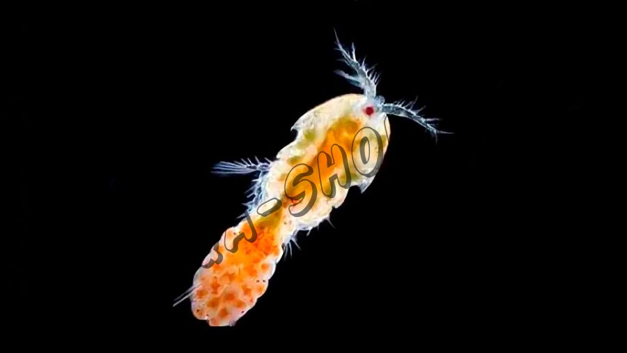 Морской зоопланктон Tigriopus sp.