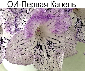 ОИ-Первая Капель
